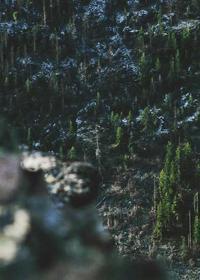 NFT